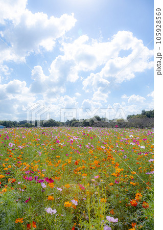 富田さとにわ耕園のコスモス 105928569