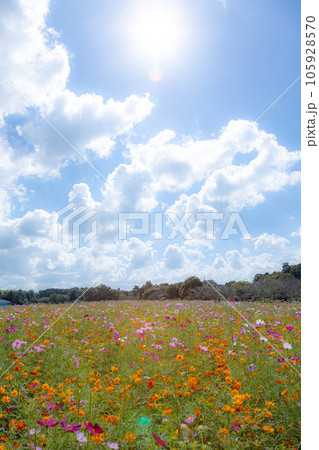 富田さとにわ耕園のコスモス 富田さとにわ耕園のコスモス 105928570