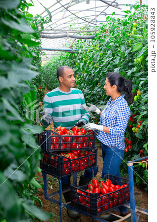 Man and woman harvest tomatoes in greenhouse Man and woman harvest tomatoes in greenhouse 105928843