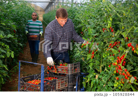 Multinational team of gardeners harvesting tomatoes in greenhouse Multinational team of gardeners harvesting tomatoes in greenhouse 105928844
