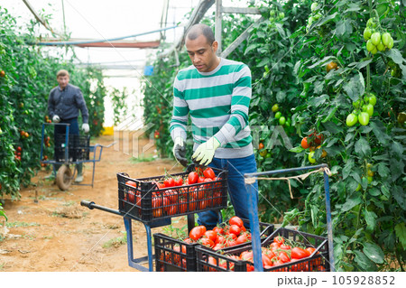 Hispanic farmer harvesting red tomatoes in glasshouse 105928852