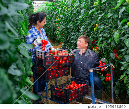 Farmers couple harvest red tomatoes in greenhouse Farmers couple harvest red tomatoes in greenhouse 105928860
