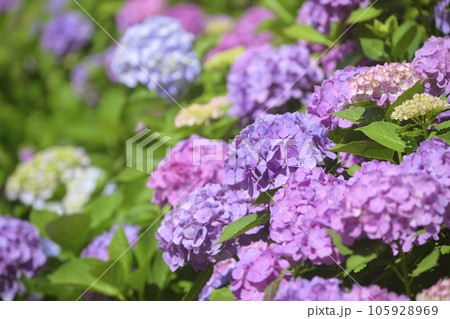 満開のアジサイ 105928969
