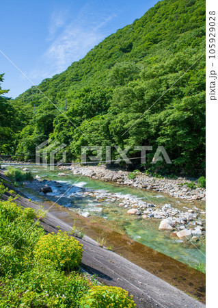 湯檜曽温泉街に流れる湯檜曽川　真夏の風景　みなかみ町　　 105929028