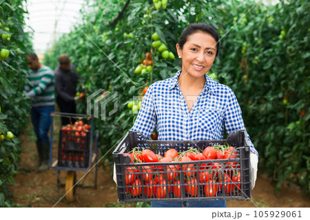 Latino woman harvests ripe red tomatoes in orangery Latino woman harvests ripe red tomatoes in orangery 105929061