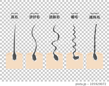 捲髮類型圖解 捲髮類型圖解 105929072