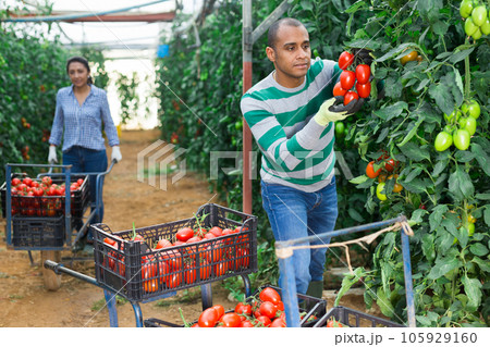 Married couple of farmers harvests red tomatoes in greenhouse 105929160