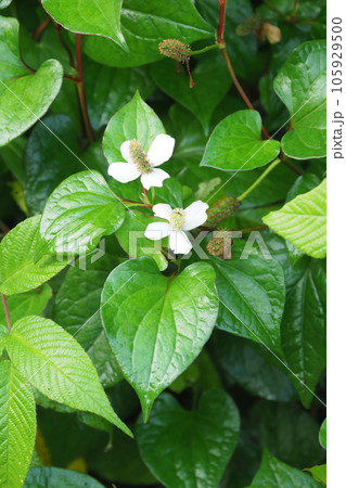 道端に咲くドクダミの白い花 105929500