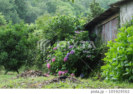 小屋のそばに咲くアジサイ 105929502