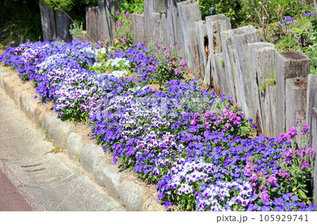ビオラの花 ビオラの花 105929741