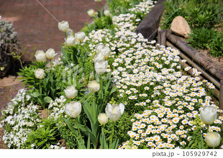 チューリップの花 チューリップの花 105929742
