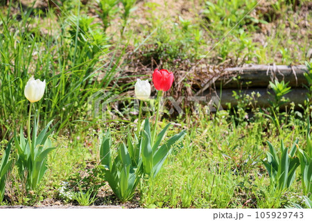チューリップの花 105929743