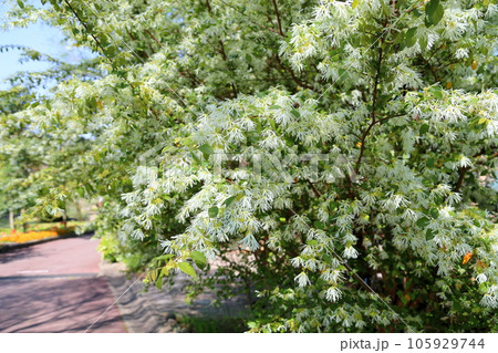 トキワマンサクの花 105929744
