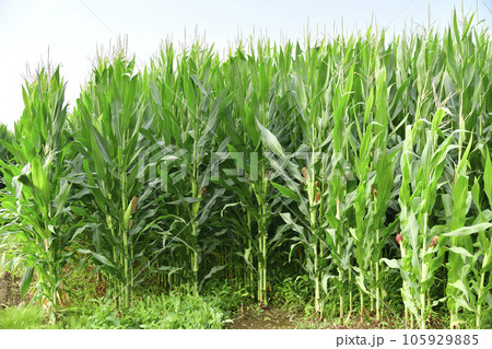 真夏の北海道今金町でデントコーン畑の風景を撮影 105929885