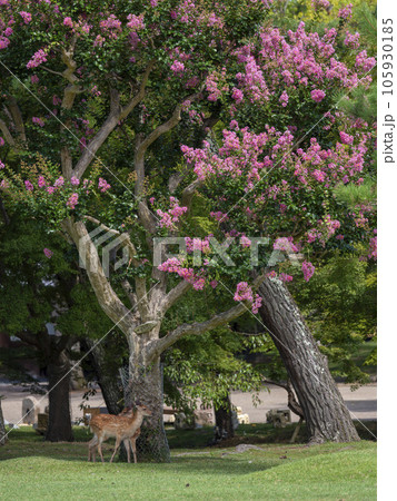 奈良公園浮雲園地の鹿と百日紅の花 105930185