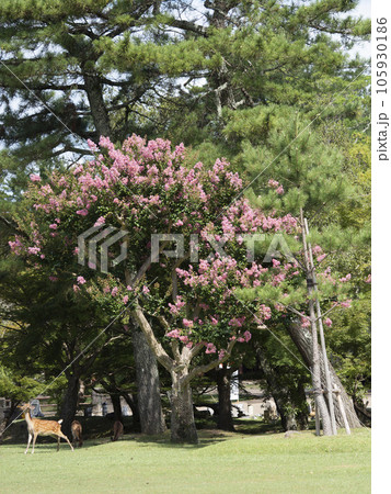 奈良公園浮雲園地の鹿と百日紅の花 奈良公園浮雲園地の鹿と百日紅の花 105930186