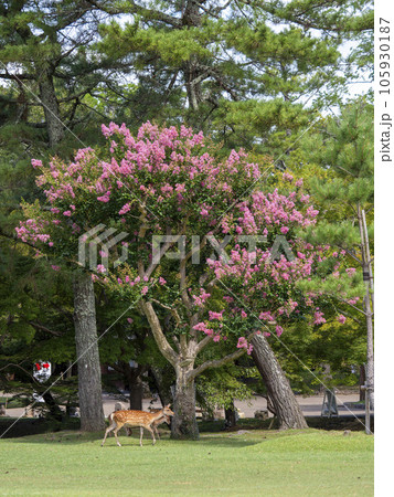 奈良公園浮雲園地の鹿と百日紅の花 奈良公園浮雲園地の鹿と百日紅の花 105930187