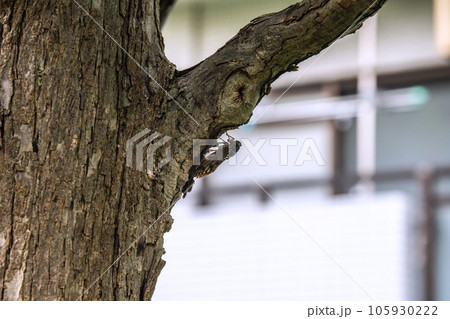 日本の横浜都市景観 終戦記念日。78回目…戦争の惨禍、繰り返さない…あの夏…街中のセミは…＝15日 105930222