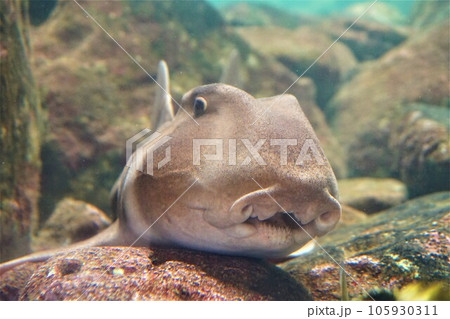 ネコザメ　魚 105930311