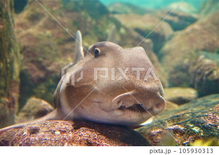 ネコザメ　魚 105930313