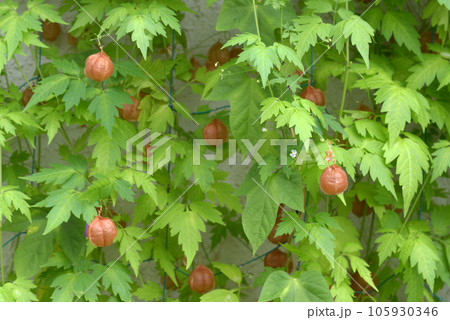 フウセンカズラ フウセンカズラ 105930346