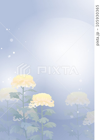 黄色の菊の花の喪中イラスト 105930365
