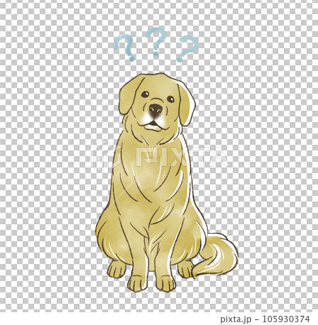 golden retriever tilting its head 105930374