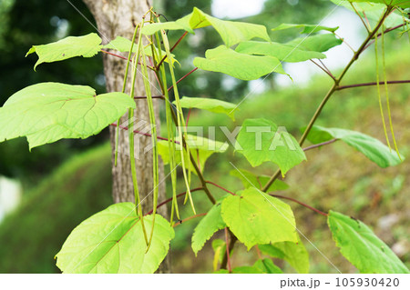 キササゲの実 105930420