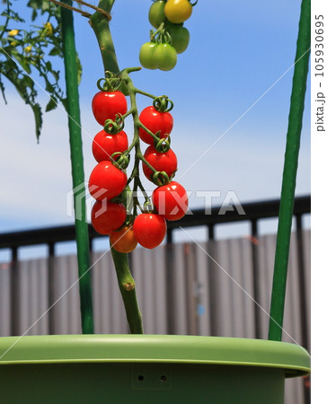 ミニトマト プチトマト ミニトマト プチトマト 105930695