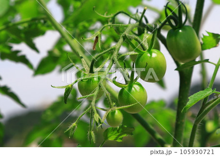 ミニトマト プチトマト ミニトマト プチトマト 105930721