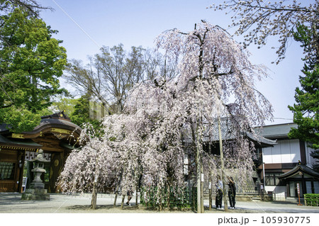 東京都・府中市　大國魂神社　随神門前　満開の枝垂れ桜 105930775