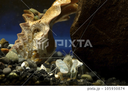 テッポウエビ エビ pistol shrimp テッポウエビ エビ pistol shrimp 105930874