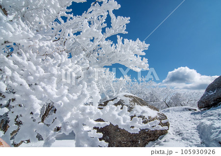 ウインターリゾート御在所岳・三重県・菰野町【冬の芸術品・樹氷】 ウインターリゾート御在所岳・三重県・菰野町【冬の芸術品・樹氷】 105930926