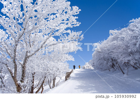 ウインターリゾート御在所岳・三重県・菰野町【冬の芸術品・樹氷】 105930992