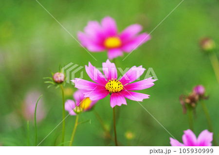 満開のコスモス 満開のコスモス 105930999