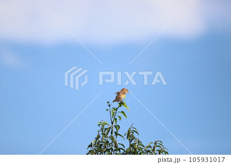 枝に止まっているモズ 105931017