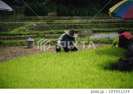 Prepare rice seedlings before planting. Prepare rice seedlings before planting. 105931234