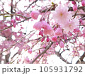 枝垂れ桜 105931792
