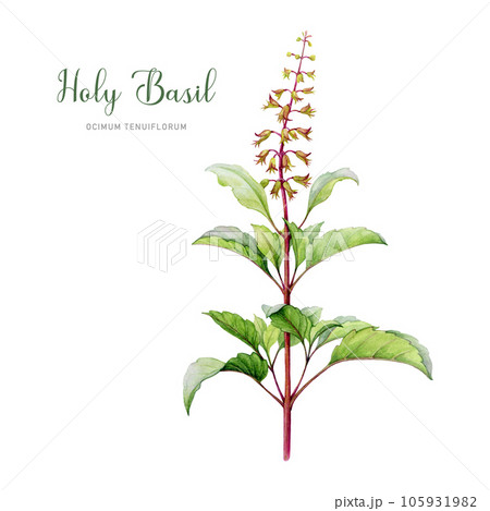 Holy basil organic plant watercolor illustration. Hand drawn tulsi ayurveda herb painted image. Holy basil adaptogenic plant with leaves and flowers element. Isolated on white background 105931982
