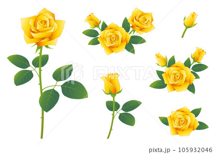 黄色いバラの花　イラストセット　アイコンセット 105932046