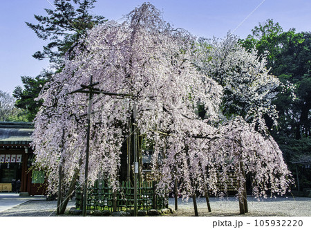 東京都・府中市　大國魂神社　随神門前　満開の枝垂れ桜 105932220