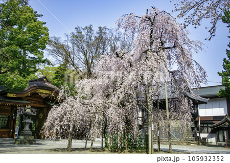 東京都・府中市　大國魂神社　随神門前　満開の枝垂れ桜 105932352