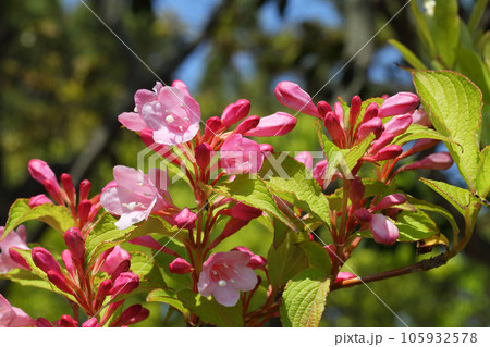 オオベニウツギの花と蕾 105932578