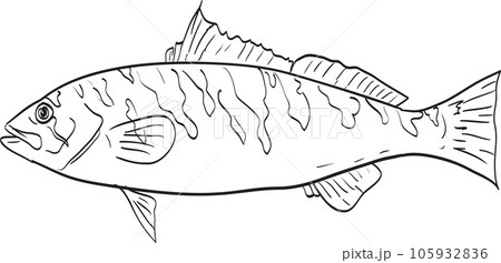 Barred sand bass Side View Cartoon Drawing 105932836