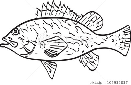 Black and Yellow rockfish line drawing cartoon 105932837