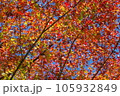 紅葉 105932849