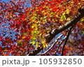 紅葉 105932850