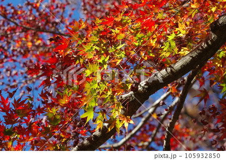 紅葉 紅葉 105932850
