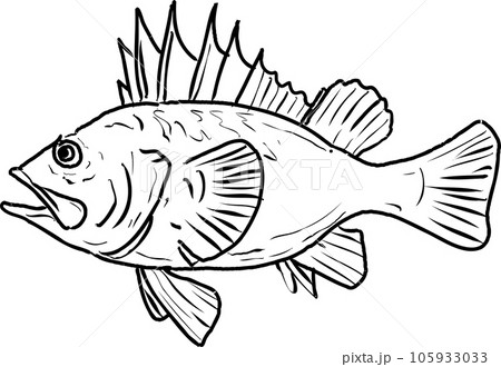 Quillback rockfish line drawing cartoon - Stock Illustration [105933033] -  PIXTA