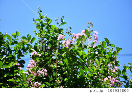 サルスベリ【百日紅】と青空 サルスベリ【百日紅】と青空 105933800